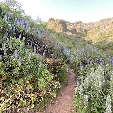 Ruta Del Tajinaste Azul *
