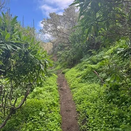 Ruta Del Tajinaste Azul Valsequillo de Gran Canaria